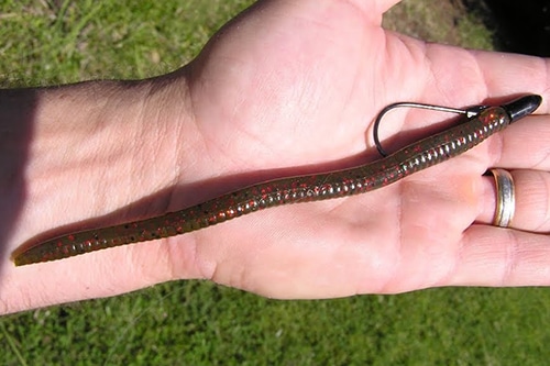 Texas rigged big worm