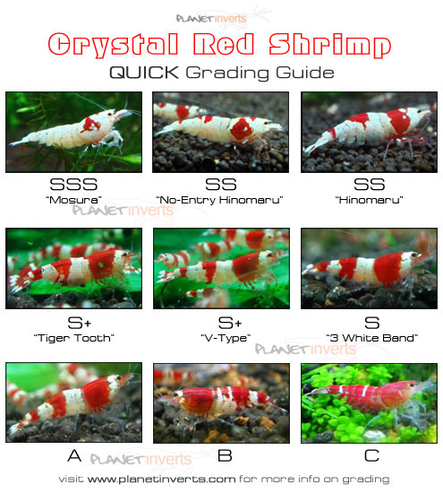 crystal_red_shrimp_quick_grading_guide