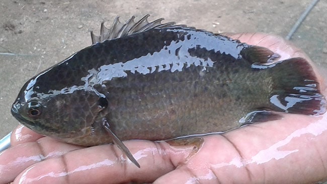 ปลาตัวแรกที่ตกได้ 'ปลาหมอ' ปลาที่พบได้แทบทุกแหล่งน้ำจืดไทย