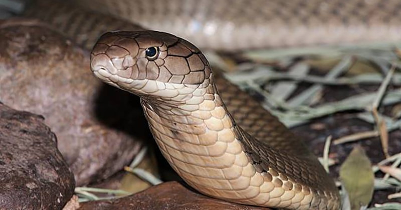 งูจงอาง งูพิษที่มีขนาดใหญ่ที่สุดในโลก