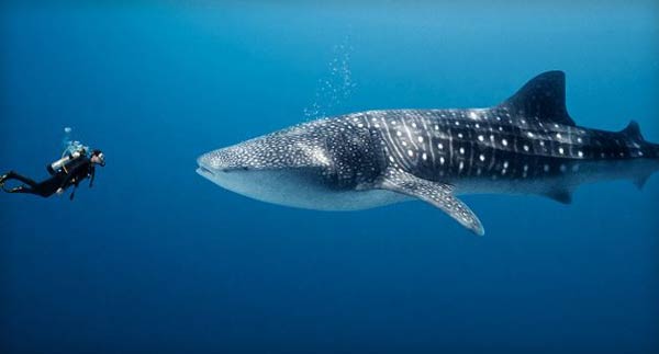 ฉลามวาฬ
