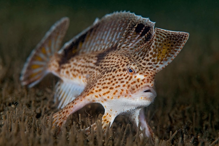 spotted handfish