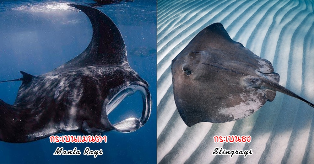 difference in stingray and manta ray