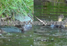นากแม่น้ำตัวแสบอยากกินเต่าสแนปปิ้ง มันจะต้องทำยังไง