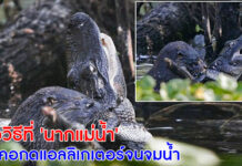 นี่คือวิธีที่ ‘นากแม่น้ำ’ ล็อคคอกดแอลลิเกเตอร์จนจมน้ำ
