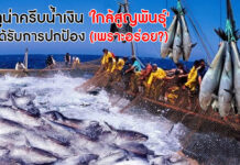 ปลาทูน่าครีบน้ำเงิน ‘ใกล้สูญพันธุ์’ แต่ไม่ได้รับการปกป้อง (เพราะอร่อย?) ปลาทูน่าครีบน้ำเงิน