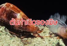 ต้นกำเนิดของพิษ