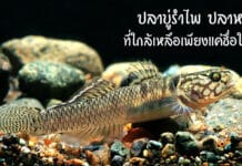 ปลาบู่รำไพ