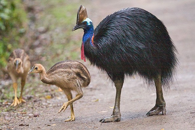 แคสโซแวรี สัตว์โบราณ นกที่ได้ชื่อว่า 'อันตรายที่สุดในโลก'