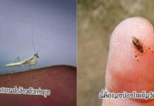 แมลงเล็กที่สุดในโลก
