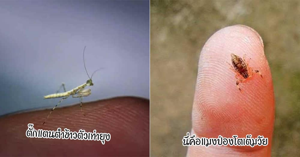 แมลง 9 ชนิดที่มีขนาดเล็กที่สุดในโลก