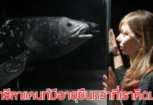 ปลาซีลาแคนท์