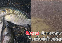 ปลาหมอสีคางดำ