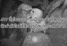 นกอัลบาทรอส