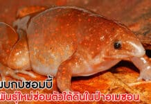 กบซอมบี้