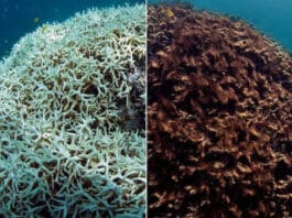 แนวปะการังเกรตแบร์ริเออร์รีฟ