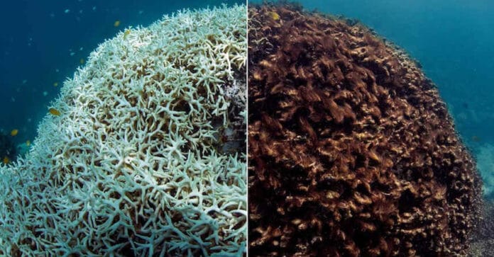 แนวปะการังเกรตแบร์ริเออร์รีฟ