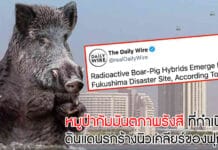 หมูป่ากัมมันตภาพรังสี