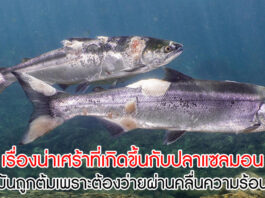 ปลาแซลมอน