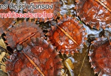 เต่าจักร