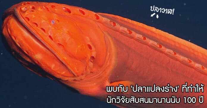 ปลาน้ำลึก