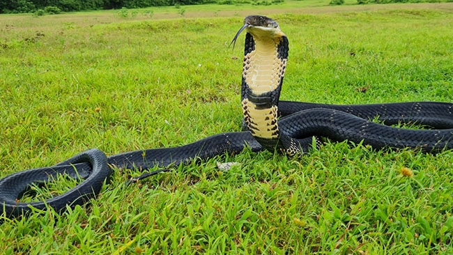 งูจงอาง (King Cobra)