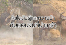 เรื่องราวของ ‘สิงโตตัวผู้และควายป่าตัวเมีย’ กับตอนจบที่น่าเศร้า ควายป่า