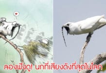 นกเสียงดังที่สุดในโลก