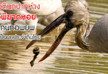 ประวัตินกปากห่าง ‘ตัวพิฆาตหอย’ จากนกอพยพที่กลายเป็นสัตว์ประจำถิ่นไทย