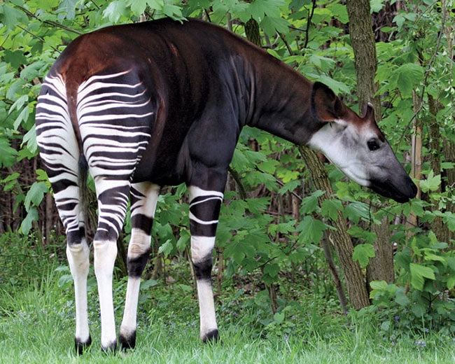 โอคาพี Okapi