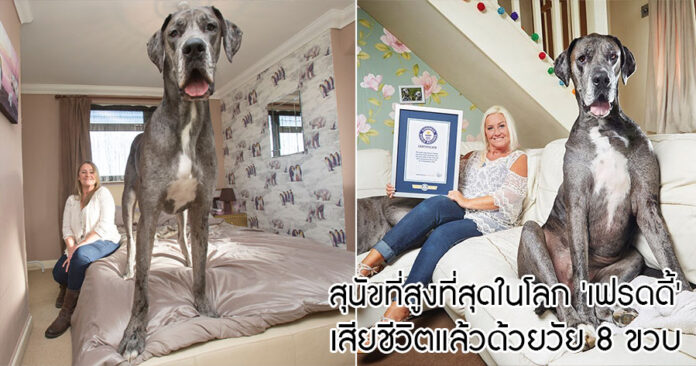สุนัขที่สูงที่สุดในโลก