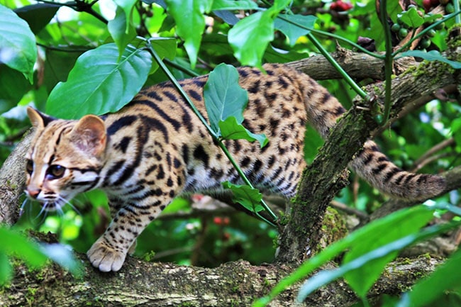แมวดาว Leopard Cat