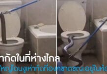 งูเห่ากัดในห้องน้ำ