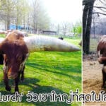 วัวเขาใหญ่ที่สุดในโลก