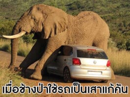 ช้างป่านั่งทับรถ