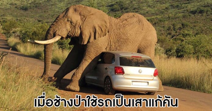 ช้างป่านั่งทับรถ