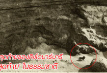 ชะตากรรมที่น่าเศร้าของ ‘สิงโตบาร์บารี’ ราชาแห่งสิงโต ภาพถ่ายสุดท้ายของสิงโตบาร์บารีที่พบในเทือกเขาแอตลาส