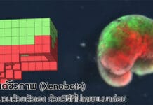 หุ่นยนต์ชีวภาพ Xenobots