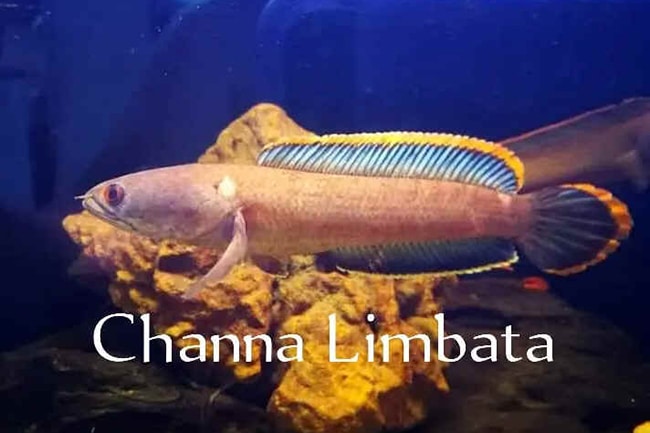 Channa limbata หรือ ปลาก้าง