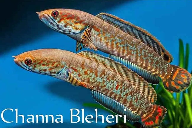 Channa Bleheri ปลาช่อนเจ็ดสี