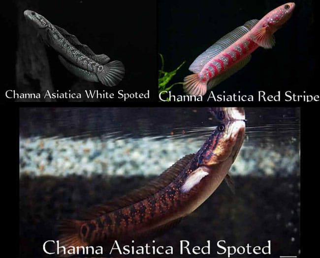 Channa Asiatica ปลาช่อนเอเชียติกา