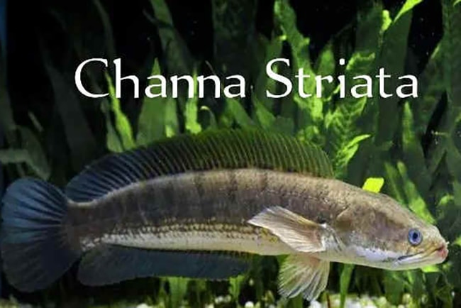 Channa striata หรือ ปลาช่อน