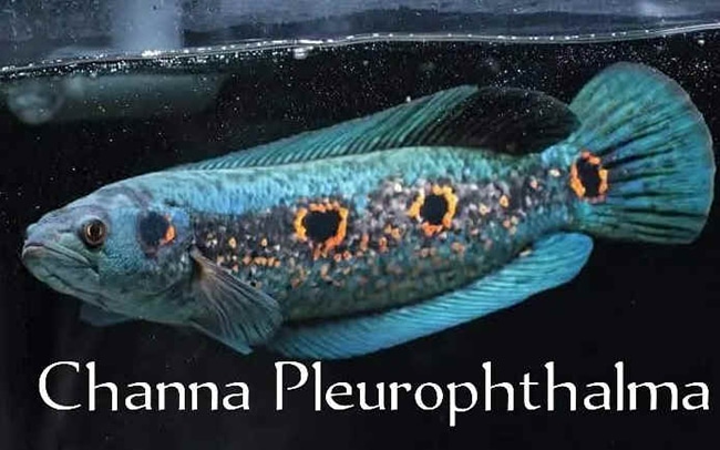 Channa Pleurophthalma ปลาช่อนจุดอินโด