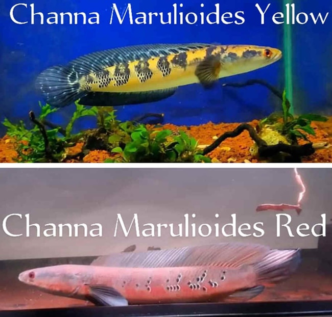 Channa Marulioides ปลาช่อนข้าหลวง