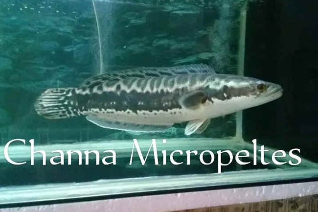 Channa micropeltes หรือ ปลาชะโด