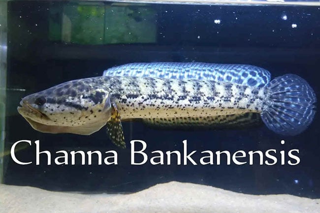 Channa Bankanensis ปลาช่อนบานคาน