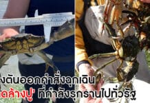 ปูเขียว