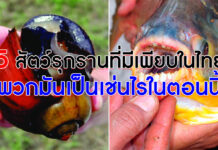 5 สัตว์รุกรานที่มีเพียบในไทย พวกมันเป็นเช่นไรบ้างในตอนนี้ สัตว์รุกรานไทย
