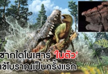 ไดโนเสาร์