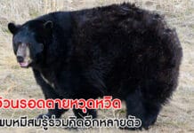 หมีอ้วน